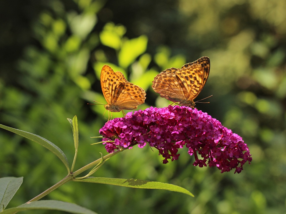 a pink butterfly bush with two orange and black-speckled butterflies perching on top of its flower
