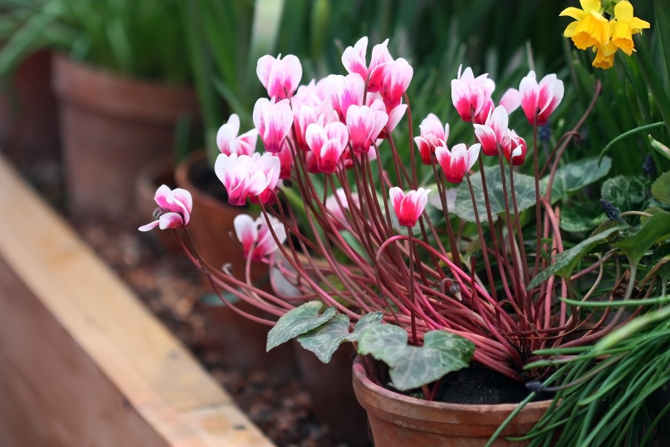 pink and white cyclamens with long red stems growing from a pot in a garden bed with other potted plants also inside it