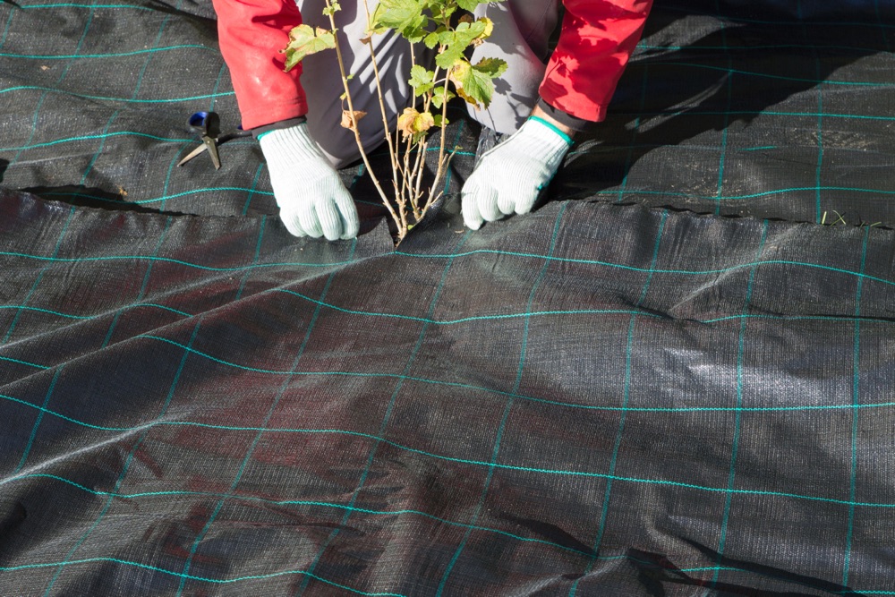 a black and green horticultural fleece being used to cover the ground of a tree, which can be seen poking through the cover