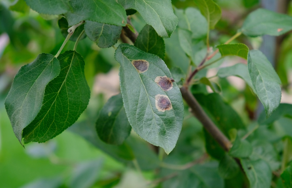 apple tree leaves, one of which has three large black fungal spots on it, caused by scab