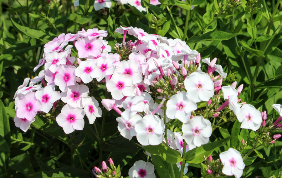 phlox maculata 'Omega’ with white petals and a pink centre growing outside