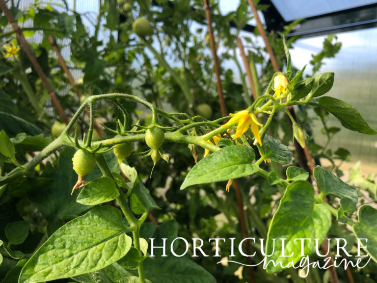 How & When To Feed Tomato Plants Horticulture.co.uk