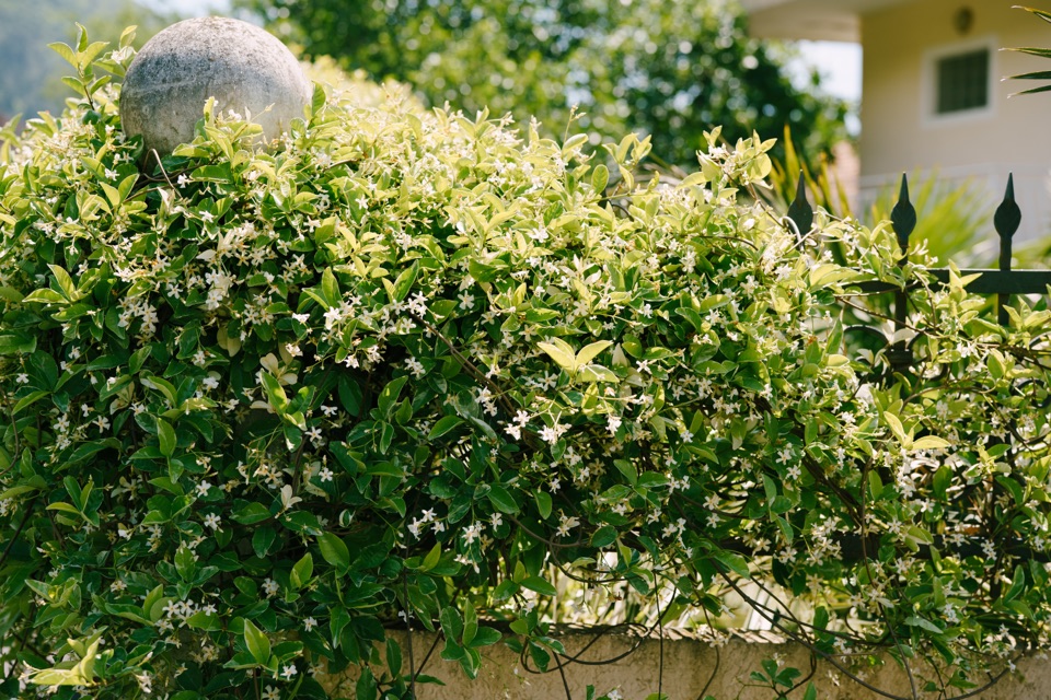 a white flowering star jasmine shrub growing along a fence in front of a sandy home on a sunny day