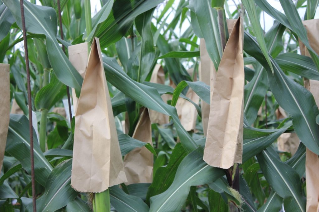 corn plants with their corn covered in brown paper bags with green leaves surrounding them