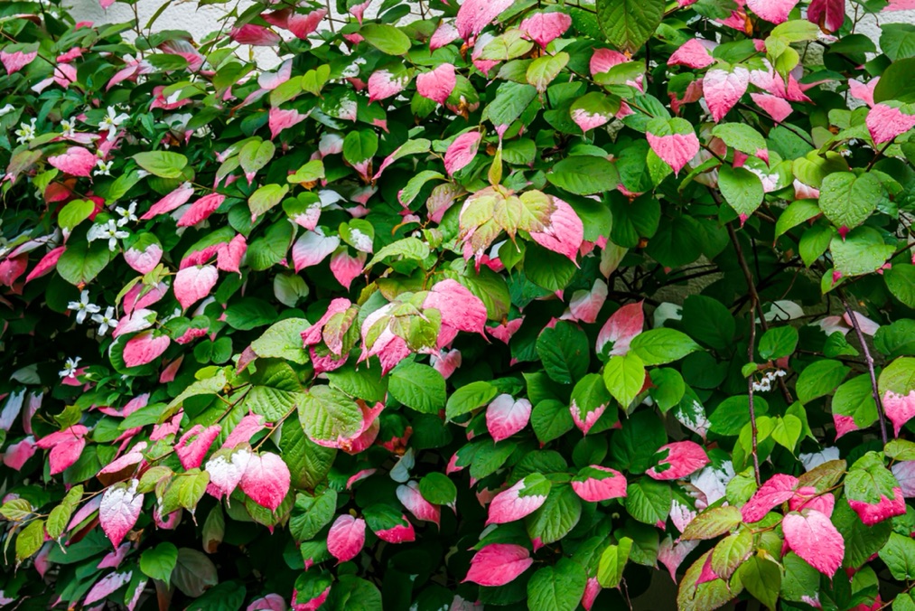 pink and green leaves of some kolomikta plants with white flowers