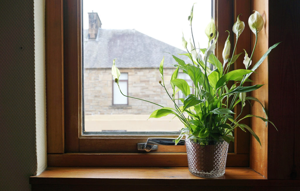 a potted peace lily with white flowers in front of a window with a house outside