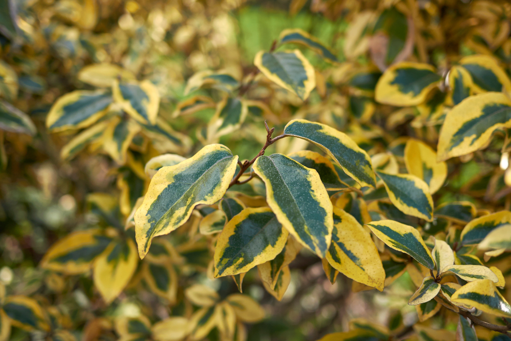 Elaeagnus pungens 'Maculata' with green centres and yellow edges on the leaves