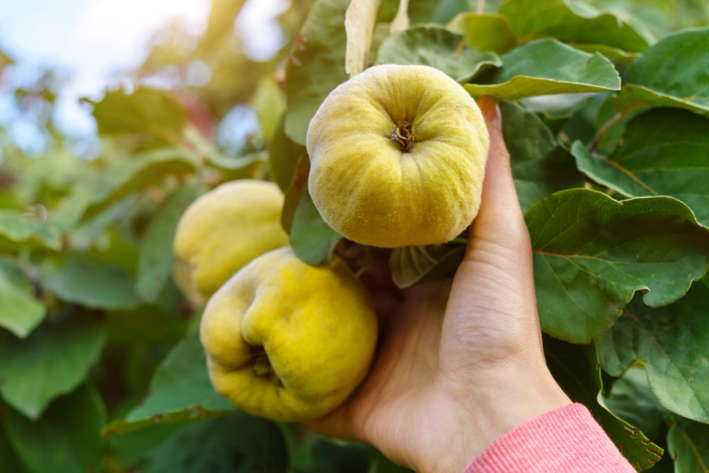 yellowy-green quince fruits being pulled from their tree 