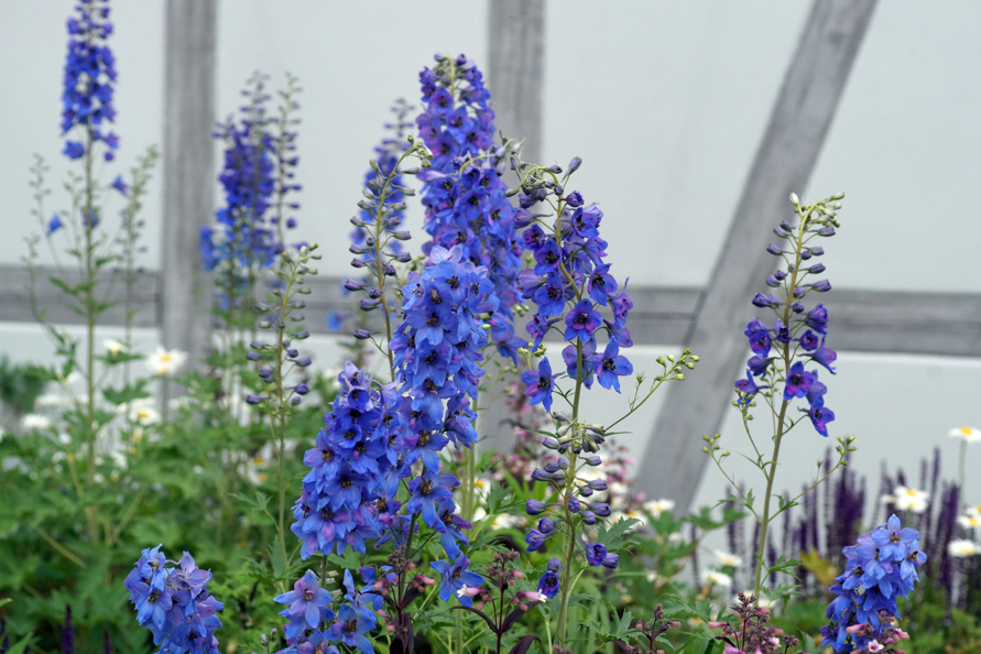 Fenella delphinium growing inside a greenhouse in a flower bed