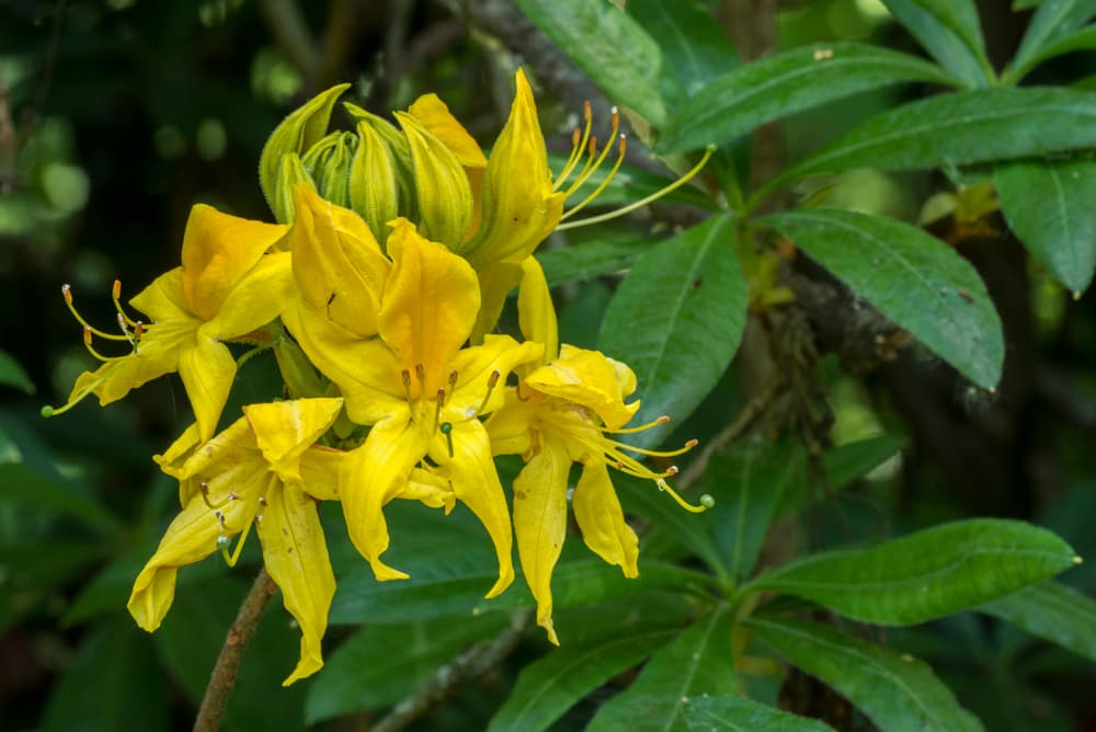 Knap Hill-Exbury azalea with yellow flowers shown in spring