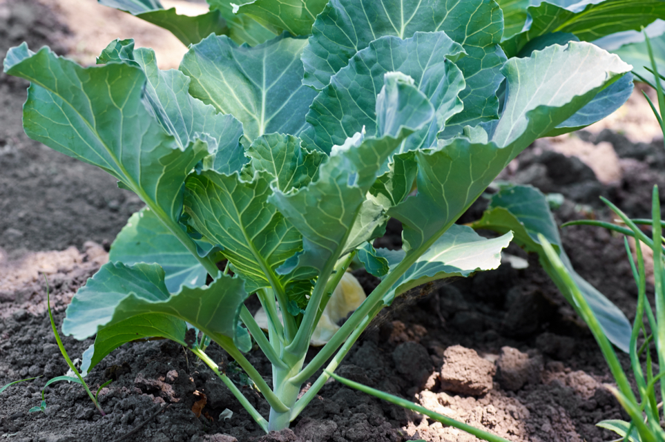 collard plant with long big leaves growing from soil in the ground