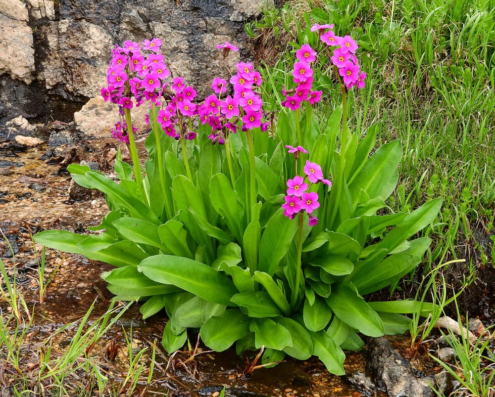 Parry’s Primrose with bright pink flowers and leafy foliage