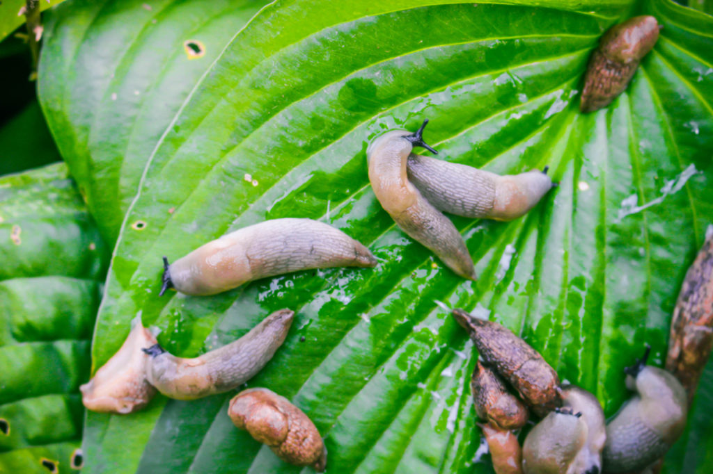 slugs covering the leaves of a hosta plant