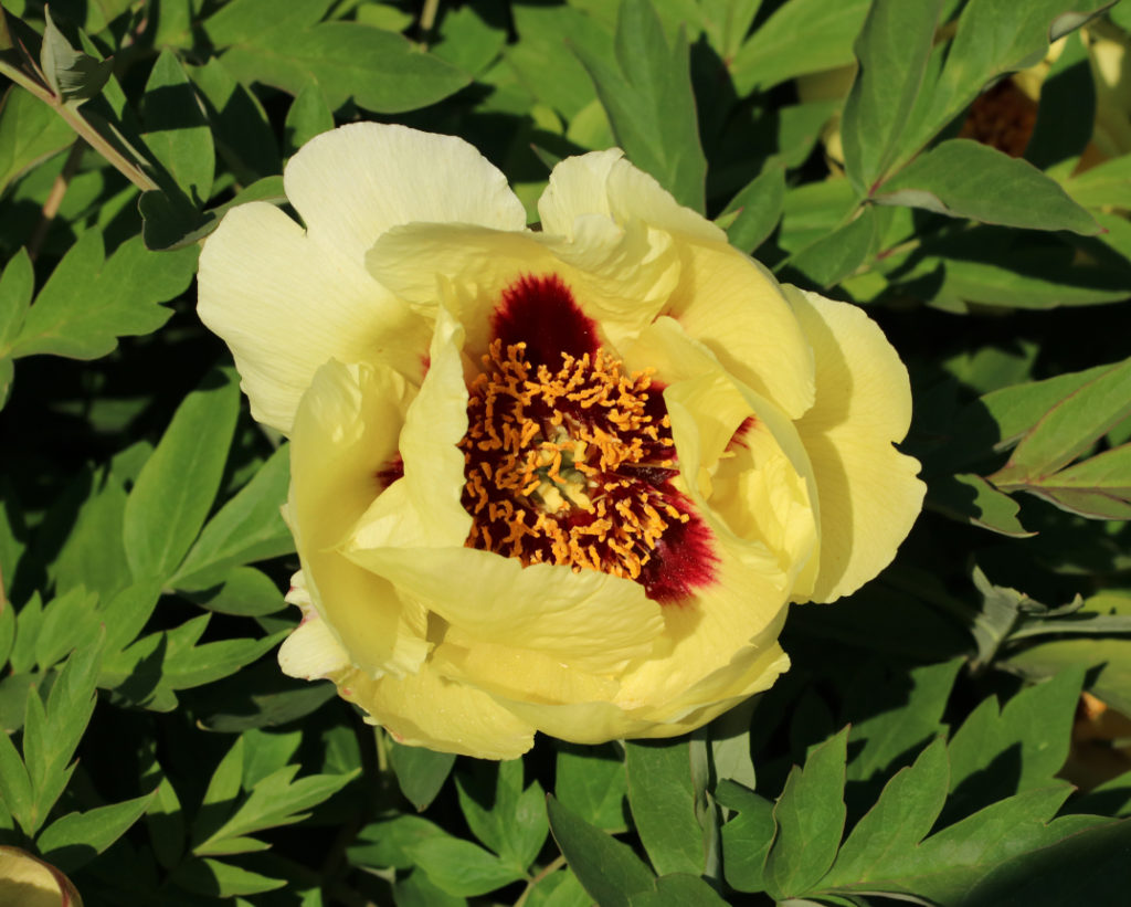 close-up of a yellow Paeonia × suffruticosa 'Hai Huang’ flower growing outdoors