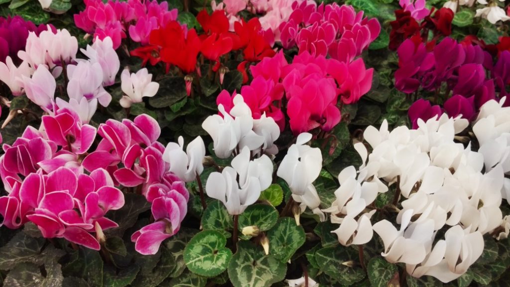 clusters of pink, white and red cyclamens growing amongst their round leaves in a flower bed