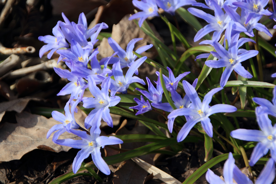 lilac flowers from Lucile's glory of the snow plant growing outdoors in soil