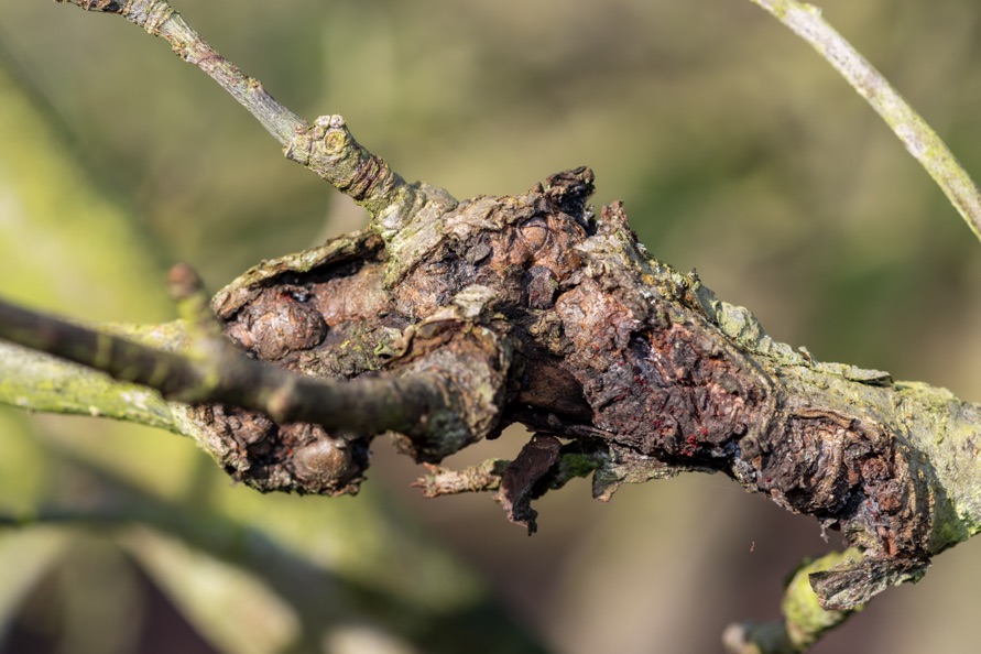 a branch that has blistered and flaky wood caused by canker
