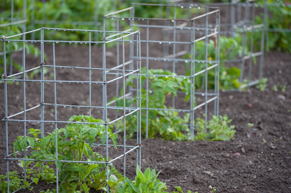 cage supports placed around tomato plants in soil