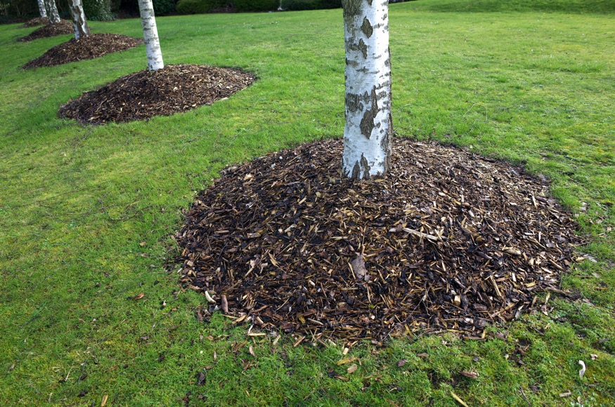 big circular piles of mulch around the bottom of a birch trees growing in a line