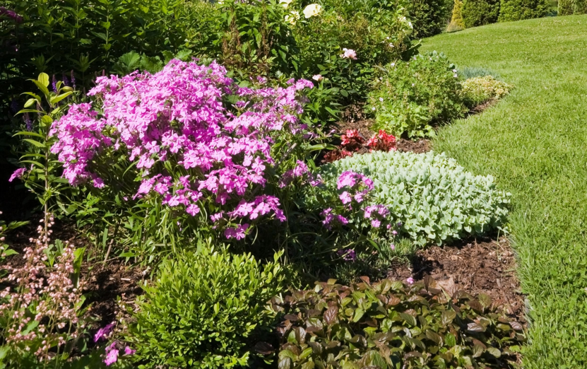 pink flowering P. glaberrima 'Bill Baker’ growing amongst other shrubby plants in a garden bed