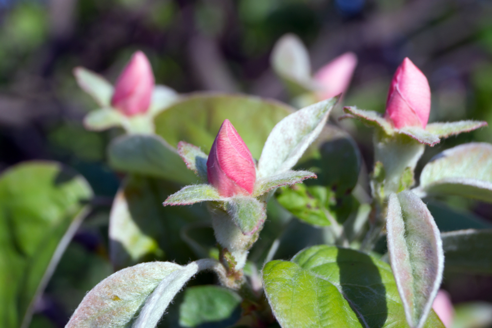 pink flowerbuds of Cydonia oblonga, the common quince, growing outside