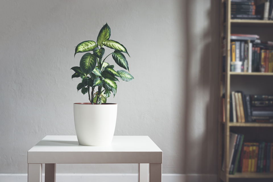 dumb cane plant with variegated foliage growing in a white top on a table in front of a white wall and a bookcase