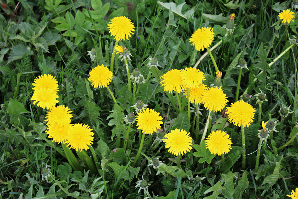 dandelion plants with yellow flowers growing amongst grass and nettles