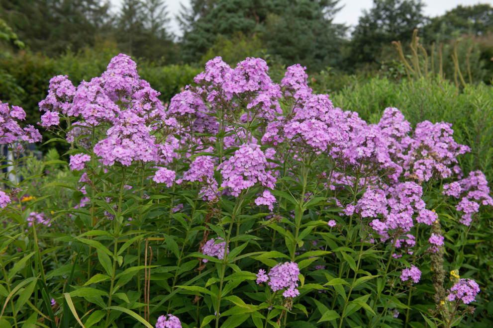 purple flowering tall phlox plants with long stems growing outside in a field