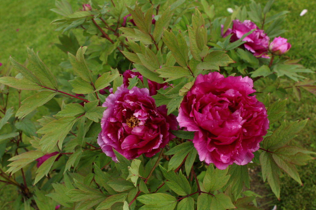pink flowers from a P. × suffruticosa plant growing outdoors in a field
