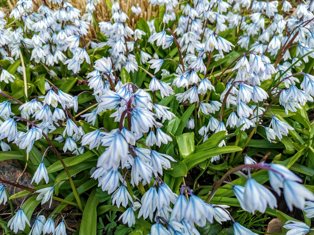 Scilla mischtschenkoana with white flowers and blue stripes growing from the ground