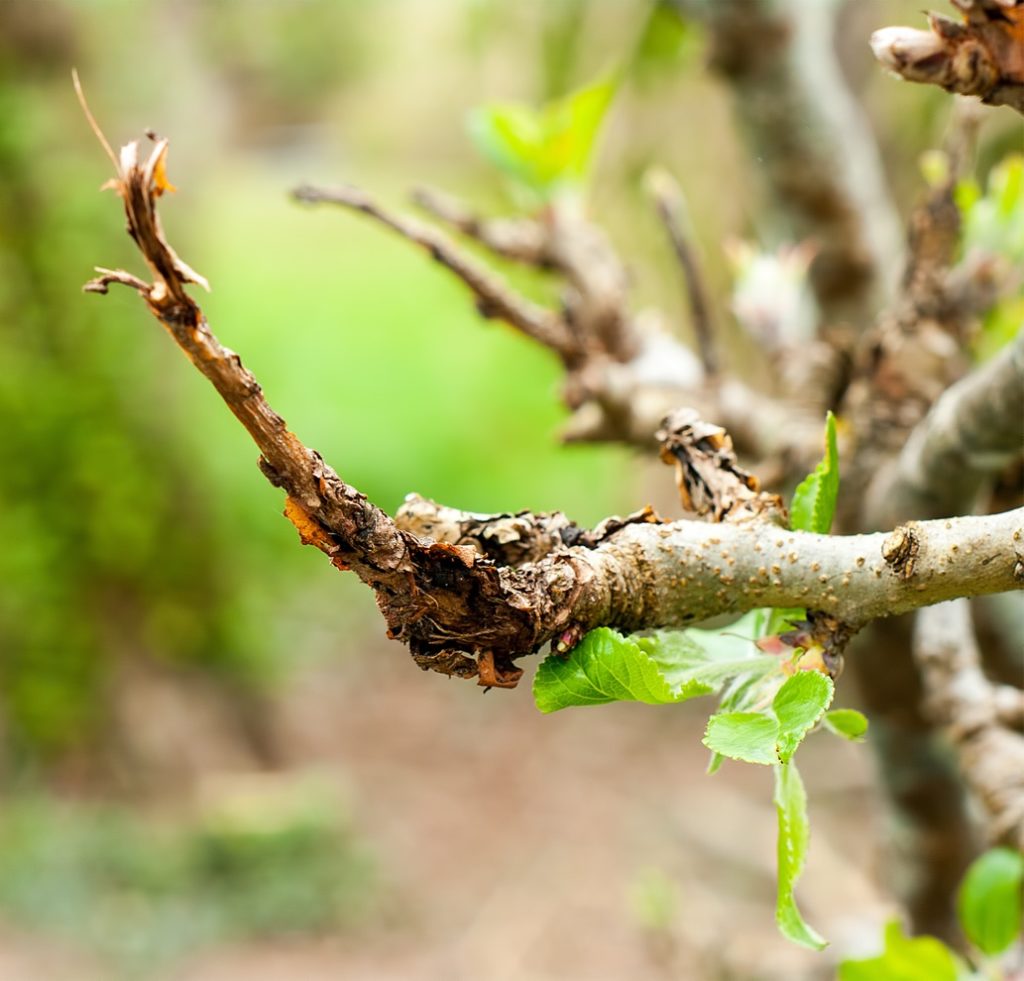 canker on an apple tree branch with some green leaves still attached
