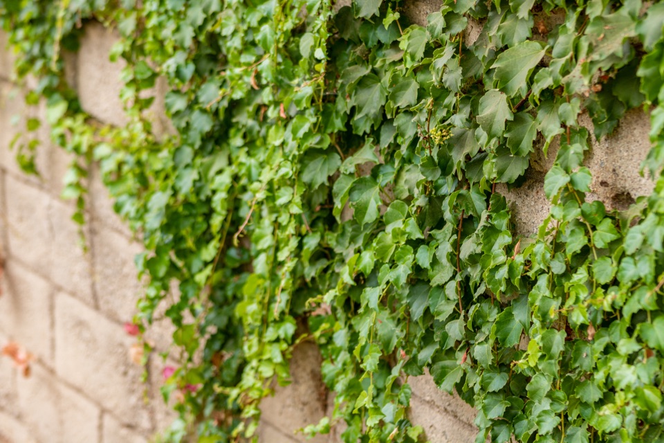 Parthenocissus tricuspidata, boston ivy, growing against a stony wall