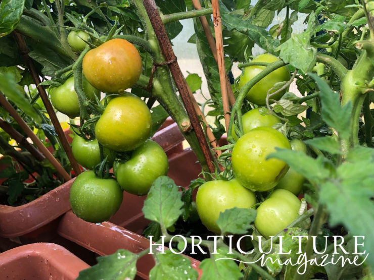 How & When To Feed Tomato Plants Horticulture.co.uk