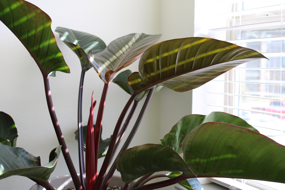 potted philodendron with huge leaves and red stems in front of a window with open blinds