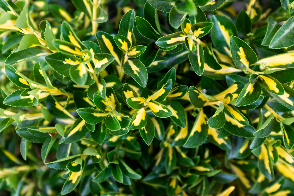 Euonymus japonicus 'Ovatus Aureus' with green and yellow variegated leaves