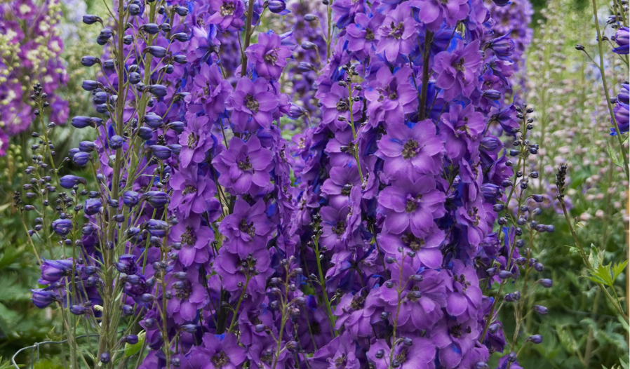 delphinium 'Michael Ayres' with purple flowers growing in a flowering field outside
