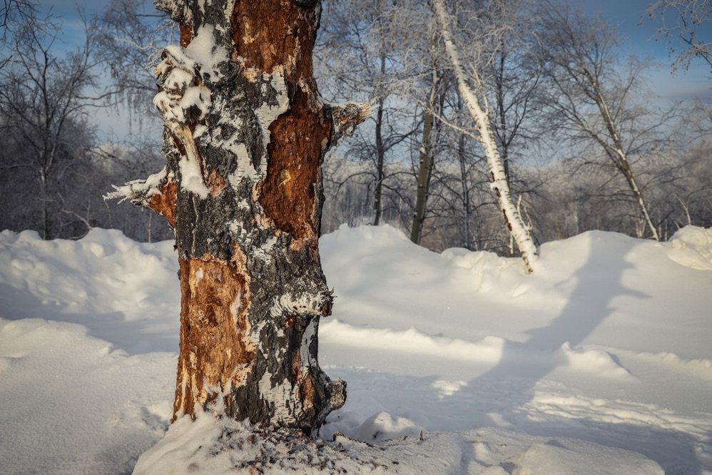 a birch tree with patches of damaged bark in the snow on a sunny day in winter