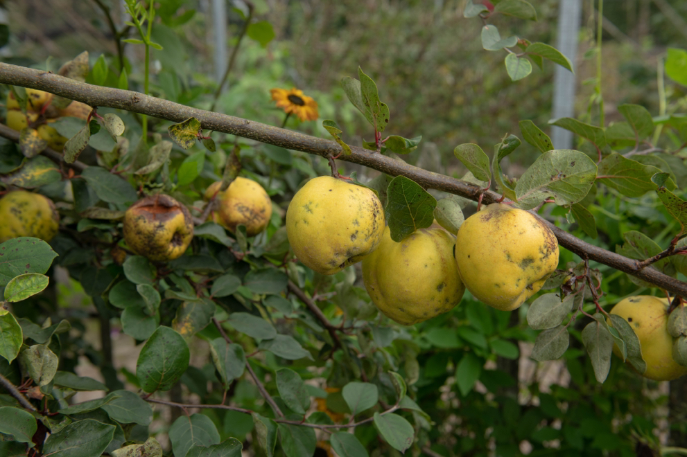 fruits of 'Serbian Gold’ bearing yellow, dimpled fruit growing in a woodland area