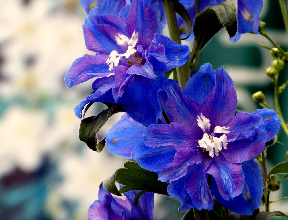 close-up of the flowering head of a urple velvet larkspur with white centres