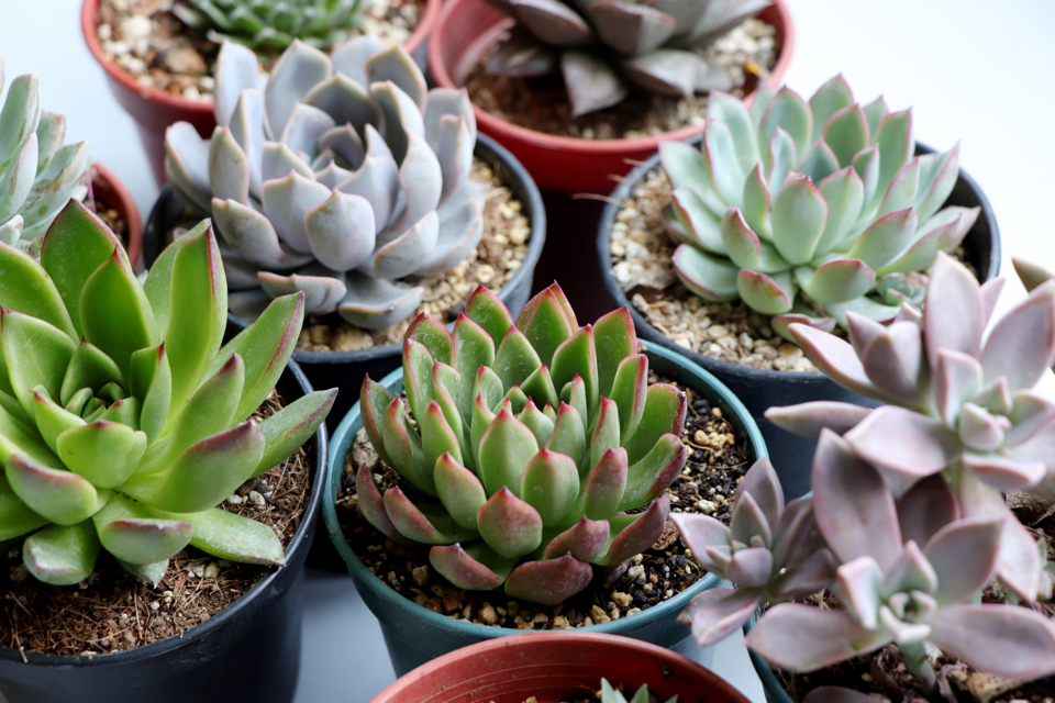Echeverias of lots of varieties growing in small pots next to each other
