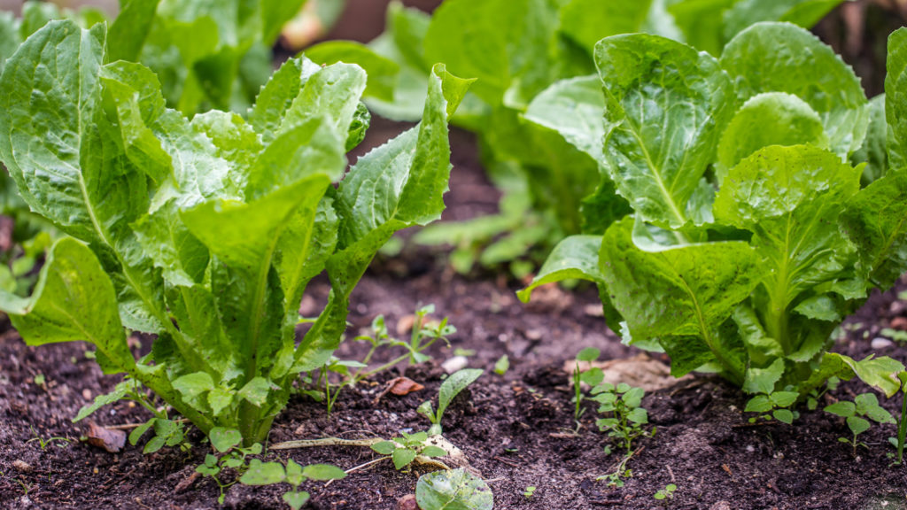 young endive plants growing in the soil next to each other