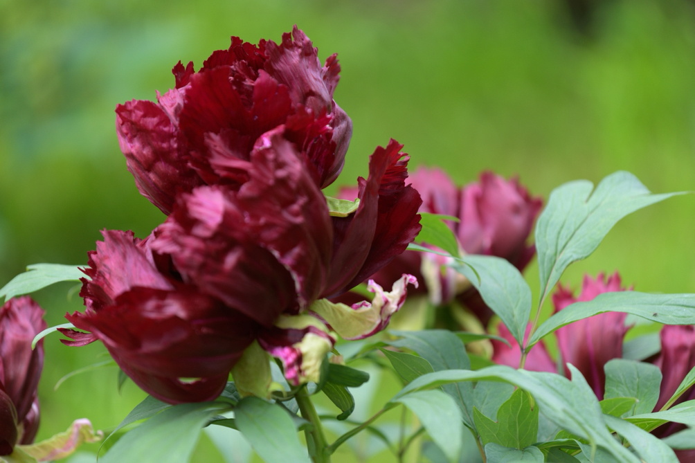 deep purple leaves from a tree peony in front of a green background
