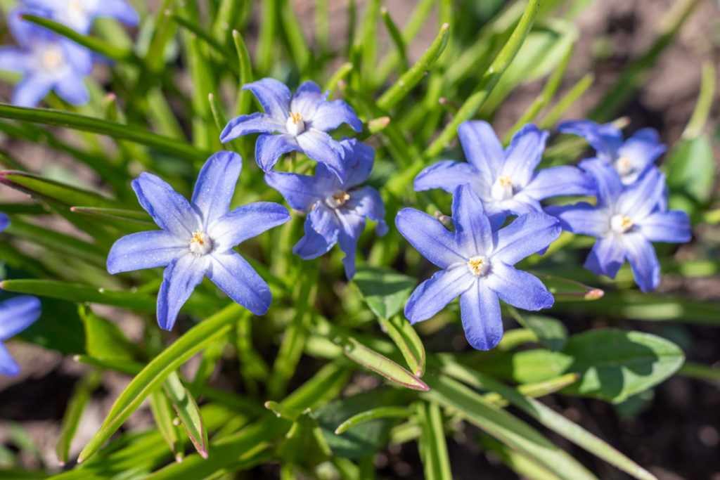 Scilla sardensis with white and blue flowers and green foliage growing outdoors