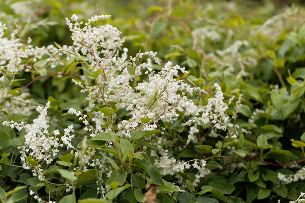 white flowering russian vine with green foliage outside
