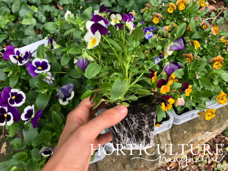 Growing Pansies In Containers With Emily Cupit Horticulture