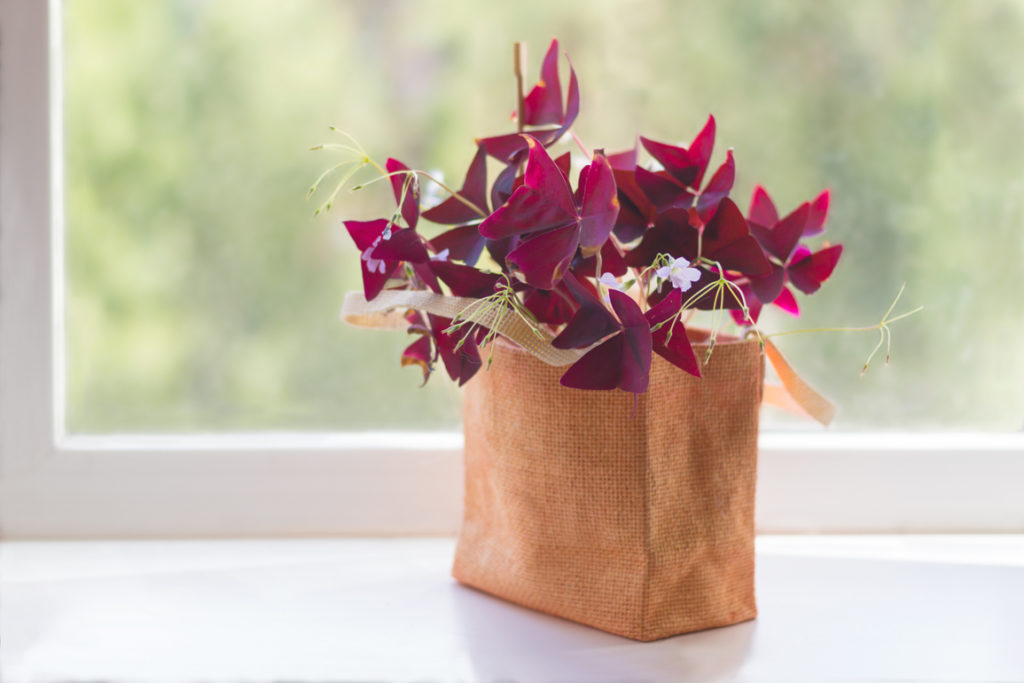 purple shamrock inside a brown bag that has been placed in front of a window