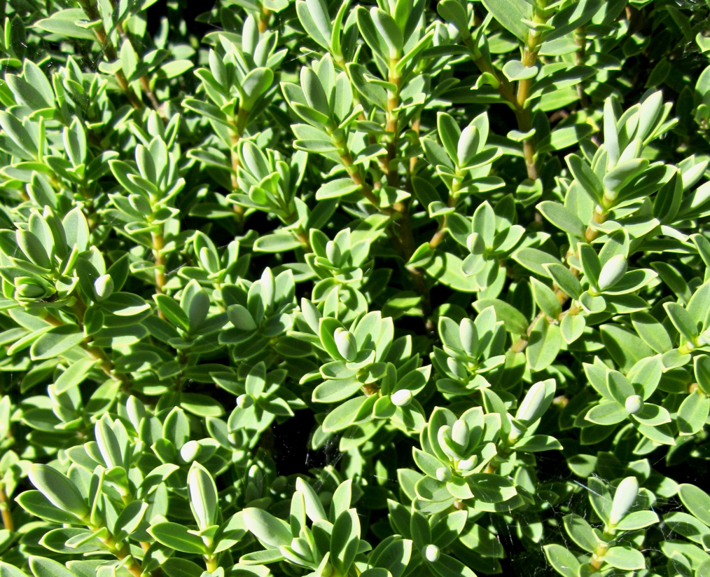 H. buxifolia 'Patty’s Purple' with green leaves