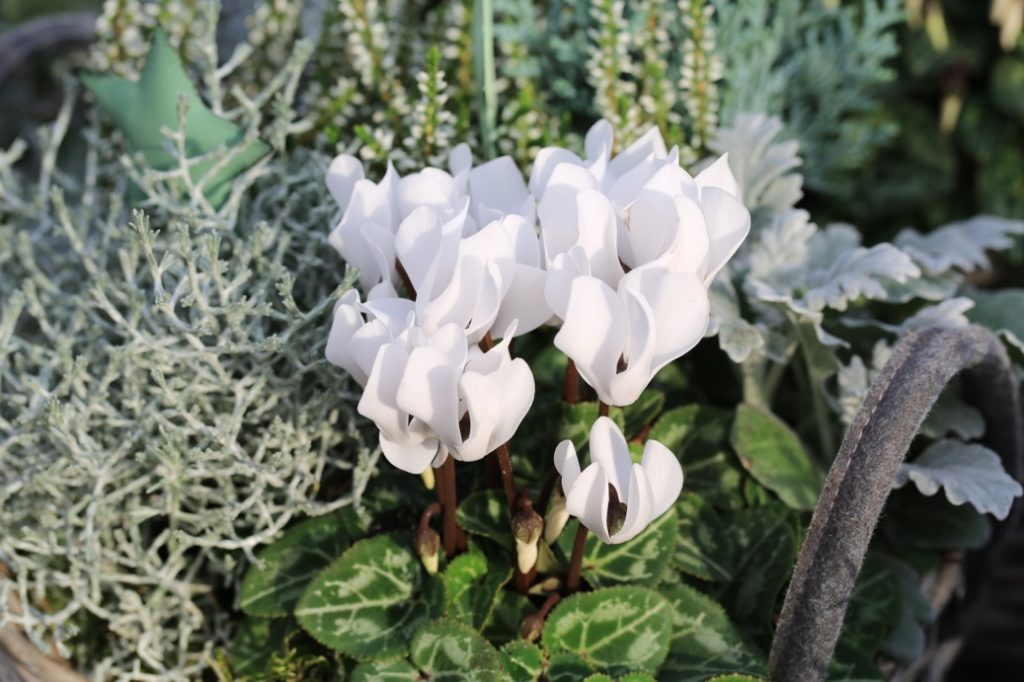 a silver-leaved cyclamen with white flowers and thick stems growing from a bed of other silver-leaved plants