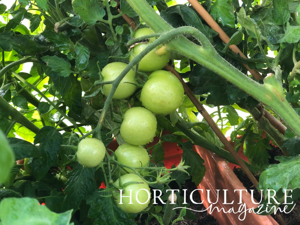 a potted tomato plant bearing green fruit surrounded by its own leaves