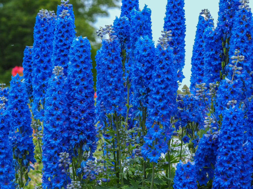 delphinium 'faust' with dark blue petals growing outdoors in a flowering field